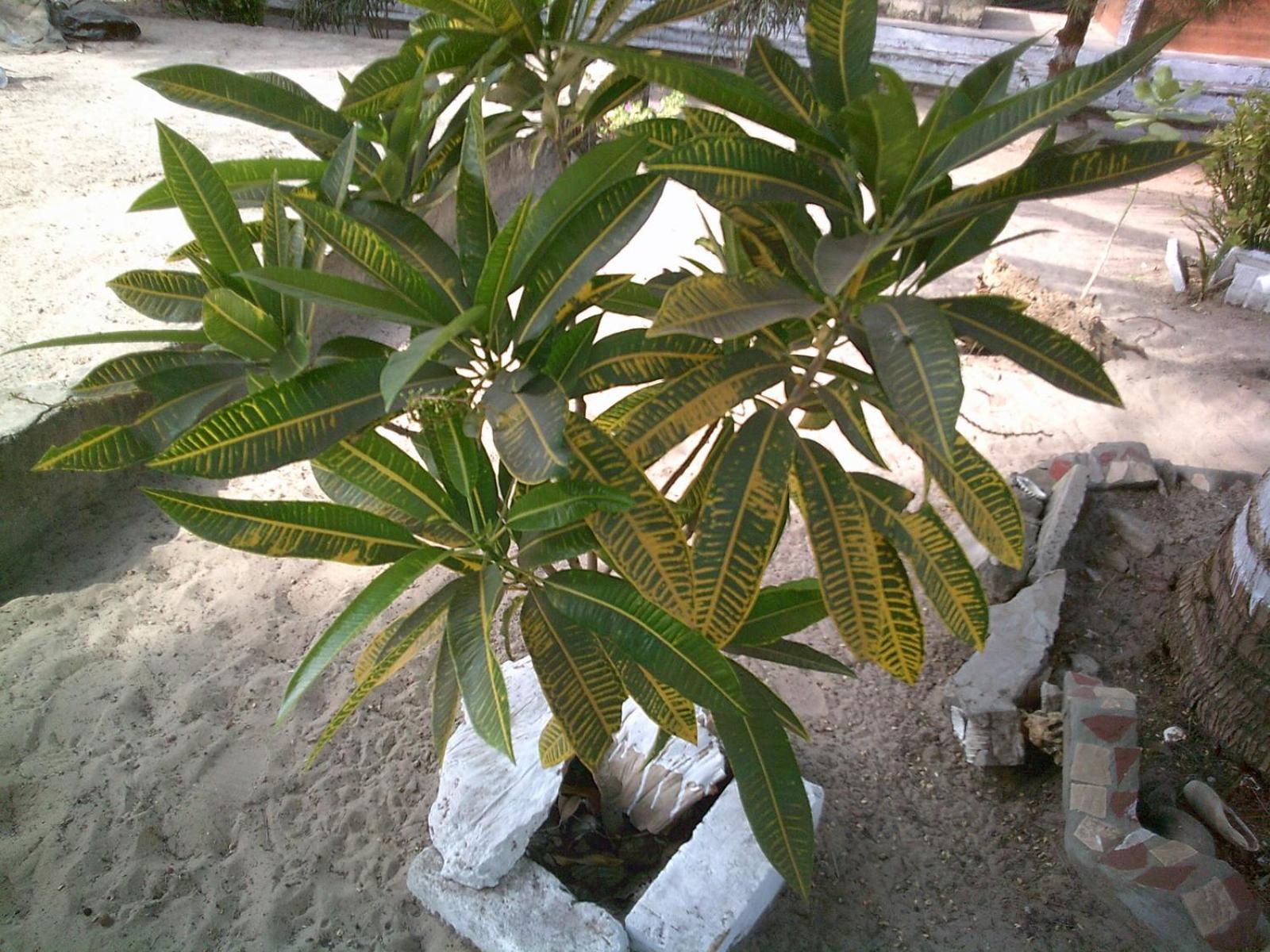 Mangrove Beach Sanyang 외부 사진